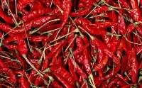 334 Sannam Dry Red Chilli