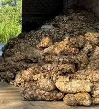 Natural rubber