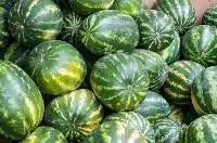 Fresh Watermelon
