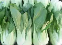 Fresh Pocchoy