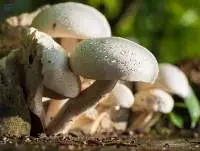 Fresh Mushroom