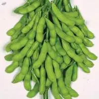 Edamame (Green Soybean)