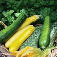 Zuccini