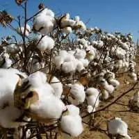 Raw Cotton