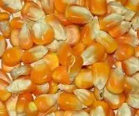 Yellow Maize