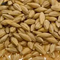 Barley Seeds