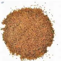 Tarameera Seeds