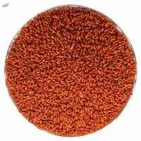 Aliv Seeds / Halim / Asaliya Seeds / Halam