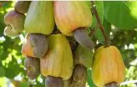 Raw Cashew Nuts