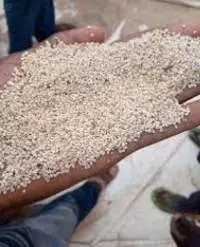 WHITE SESAME SEEDS