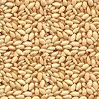 Golden Sesame Seeds