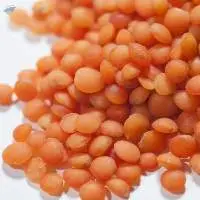 Whole Red Lentils