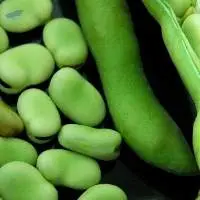 Faba Bean
