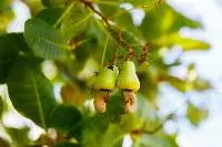 Cashew