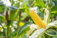 Maize
