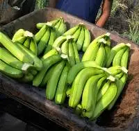 Cavendish bananas
