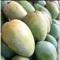 MANGOES
