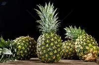 Pineapple MD2