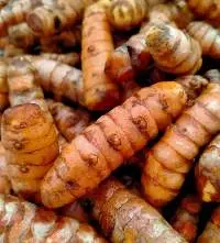 Fresh Turmeric
