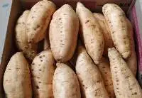 Sweet Potato