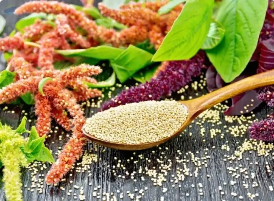 Amaranth Millet