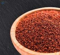 Finger Millet (Ragi)