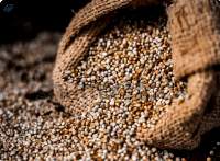 Pearl Millet