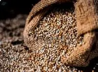 Pearl Millet