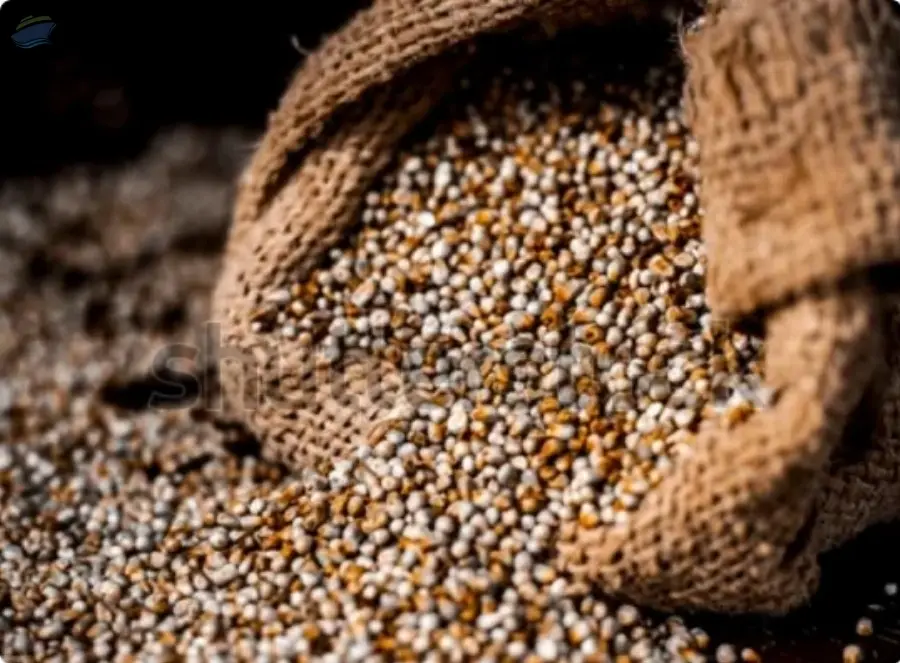 Pearl Millet
