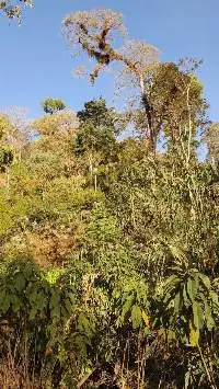 Coffee plantion under the shade
