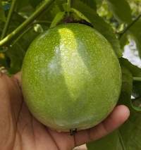 Yellow Passion Fruit