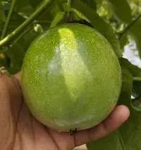Yellow Passion Fruit