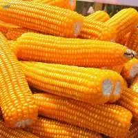 Yellow Corn (Maize)