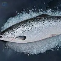 Salmon