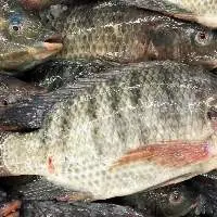 Tilapia