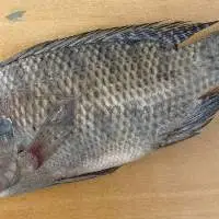 Tilapia