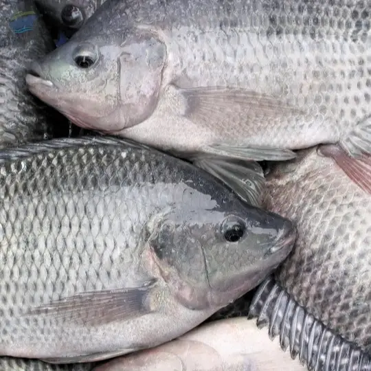 Tilapia
