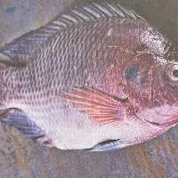 Tilapia