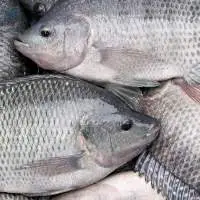Tilapia