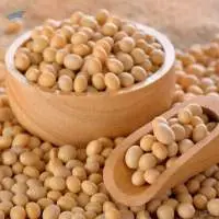 Soybeans