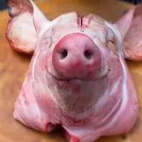 Frozen Pork Head