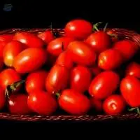 Roma Tomatoes and Plum Tomatoes