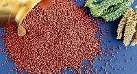 Millet / Bajra