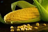 Corn / Maize