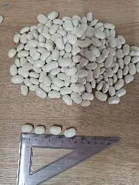White Kidney Beans