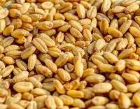Wheat