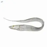 Fresh/ Frozen Ribbon Fish