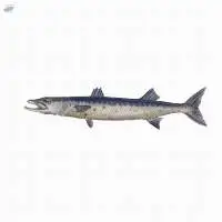 Fresh/ Frozen Barracuda Fish