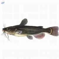 Fresh or Frozen Catfish