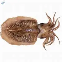 Fresh or Frozen Cuttle Fish